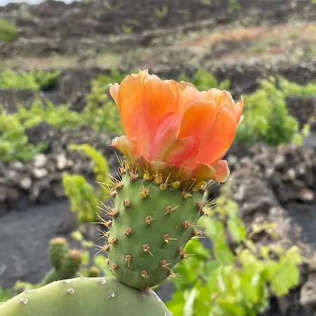 Casa Sol Azul * بْوُرتو كاليرو